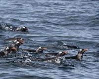 Penguin population may be halved by end of century