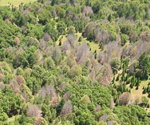 History is key factor in plant disease virulence
