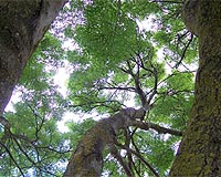 Forest Canopies Help Determine Natural Fertilization Rates