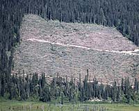 Skin disease linked with deforestation