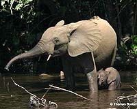 Wildlife, warriors share 'neutral' DR Congo park