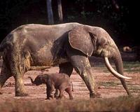 Global effort needed to stem elephant slaughter: CITES