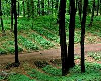 Forest farms could create market for ginseng, other herbs