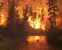 2,700 evacuated as forest fires ravage western Canada