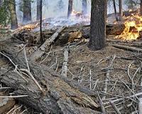 Long-term changes in dead wood reveal new forest dynamics