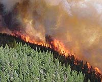 Key Georgian forests ravaged by fires: WWF