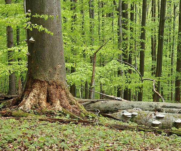 Forests in New England may store more carbon than previously estimated
