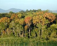 Forests key to climate change pact: Durban congress