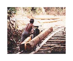 Certified logging no match for Indonesia's timber 'mafia'