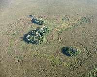 Earliest humans in the Amazon created thousands of 'forest islands' as they tamed wild plants