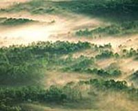 Scientists Examine Ecosystem Connectivity Using Long-Term Studies