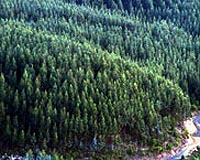 Frontier Forest Science For Carbon Solutions