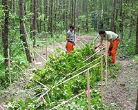 Forest Response Project FACEs The End