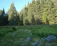 Forest-thinning projects tabled over endangered species concerns