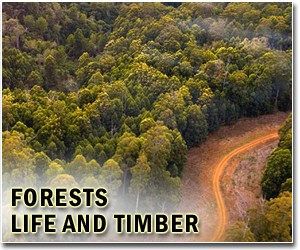 Green groups say Indonesia deforestation ban 'weak'