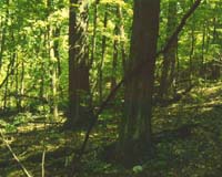 More than a billion trees planted in 2007: UN