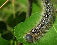 Munching bugs thwart eager trees, reducing the carbon sink
