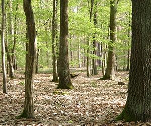 Forests could be global warming factor