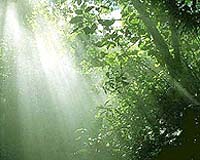 Two billion trees planted in UN campaign