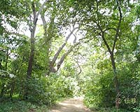 Study finds big isn't better for plants