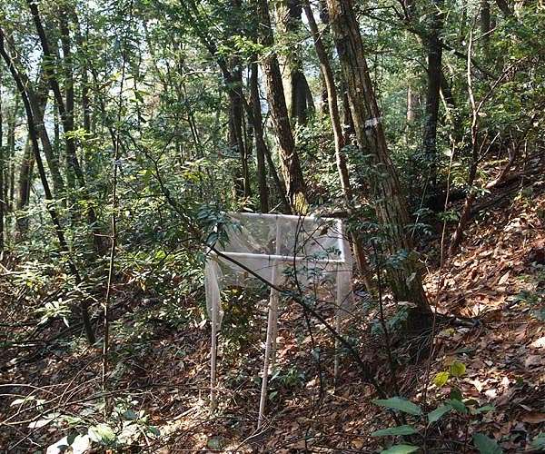 China's most important trees are hiding in plain sight