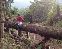 Regenerating forests create important carbon sinks in the Philippines