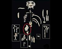 African fossil reveals clues to evolution of ape-human lineage
