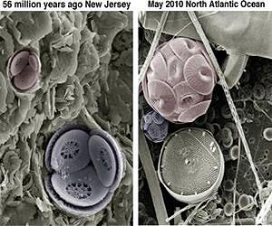 Climate change clues from tiny marine algae -- ancient and modern