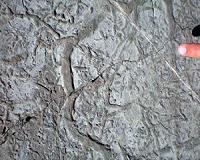 Burrowing animals may have been key to stabilizing Earth's oxygen