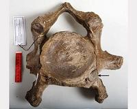 New clues to decline and extinction of woolly mammoths