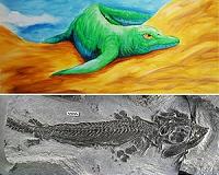 First amphibious ichthyosaur discovered, filling evolutionary gap