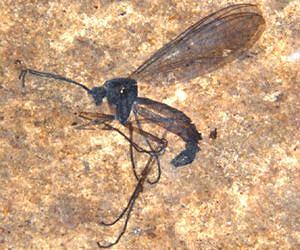 Ancient insects shed light on biodiversity