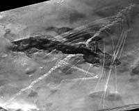 CT Scan Reveals Ancient Long-Necked Gliding Reptile