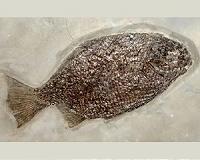 Jaw mechanics of a shell-crushing Jurassic fish revealed