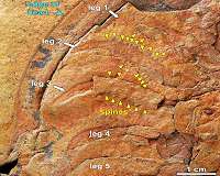 Fossils found reveal unseen 'footprint' maker