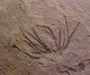Putting The Dead To Work For Conservation Biology