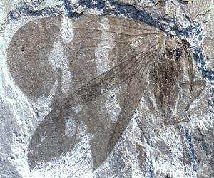 Insect discovery sheds light on climate change