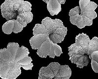For ancient deep-sea plankton, a long decline before extinction