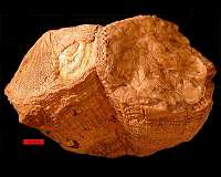 Ancient shell shows days were half-hour shorter 70 million years ago