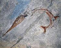 Amphibians and dinosaurs were the new large predators after the mass extinction