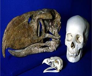 Fossil bird from 125 million years ago shows some dinosaur traits