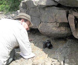 Oldest fossilized forest revealed