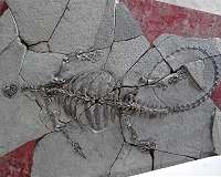 Paleontologists diagnose 240-million-year-old proto-turtle with bone cancer