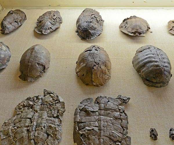 Endangered African tortoises make trek home from Monaco