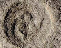 Earth's first ecosystems were complex
