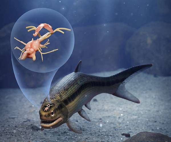 Fossilized 319-million-year-old fish illuminates backboned animals' brain evolution