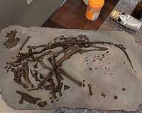 How long did it take to hatch a dinosaur egg