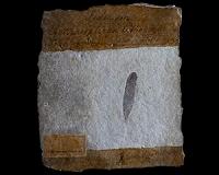 Pigment or Bacteria? Researchers Re-examine the Idea of 'Color' in Fossil Feathers