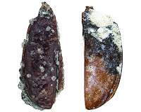 American scientists discover the first Antarctic ground beetle