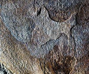 Iconic Australasian trees found as fossils in South America